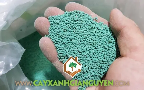 Hướng Dẫn Cách Trồng Cỏ Lá Gừng Bằng Hạt Từ A-Z: Kỹ Thuật Gieo, Chăm Sóc Và Bí Quyết Nảy Mầm Cao