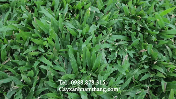 Cách Trồng Cỏ Lá Tre (cỏ Gừng Ta): Kỹ Thuật Cấy, Rải Và Chăm Sóc Cách Trồng Cỏ Lá Tre (cỏ Gừng Ta): Kỹ Thuật Cấy, Rải Và Chăm Sóc