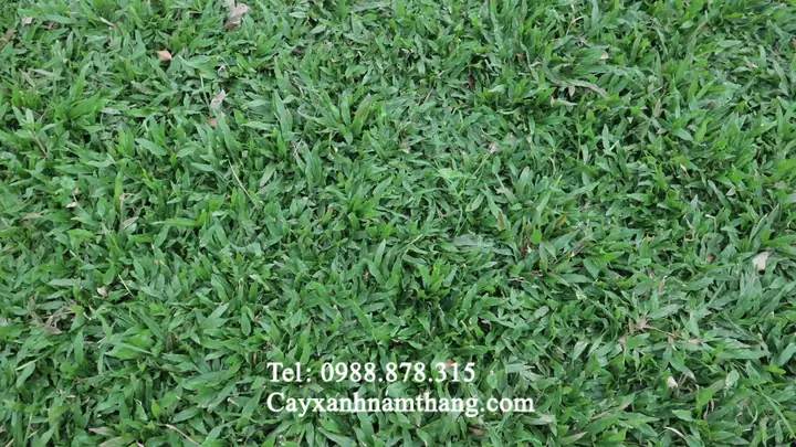 Cách Trồng Cỏ Lá Tre (cỏ Gừng Ta): Kỹ Thuật Cấy, Rải Và Chăm Sóc Cách Trồng Cỏ Lá Tre (cỏ Gừng Ta): Kỹ Thuật Cấy, Rải Và Chăm Sóc