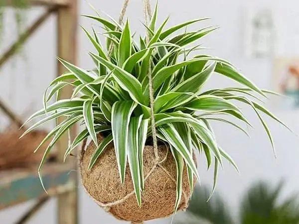 Hướng Dẫn Cách Trồng Cỏ Lan Chi Bằng Đất Và Thủy Sinh Tại Nhà Hướng Dẫn Cách Trồng Cỏ Lan Chi Bằng Đất Và Thủy Sinh Tại Nhà