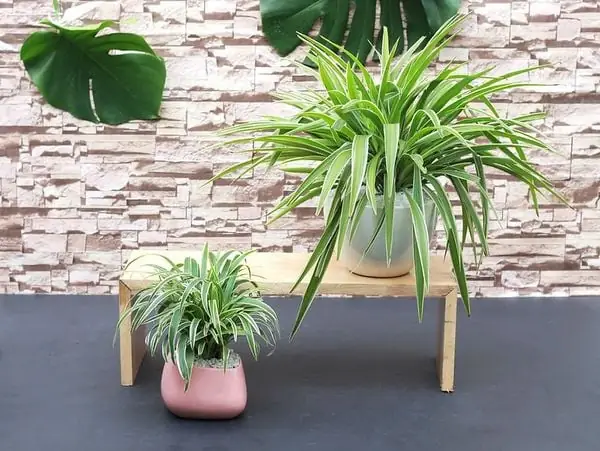 Hướng Dẫn Chi Tiết Cách Trồng Cỏ Lan Chi Thủy Sinh Đơn Giản Tại Nhà