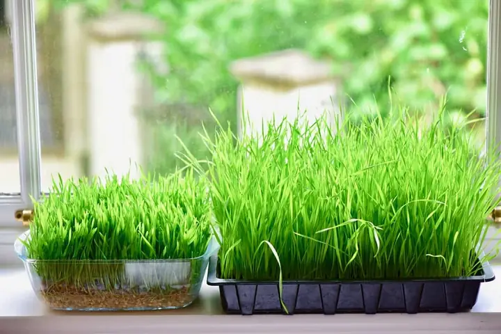 Hướng Dẫn Chi Tiết Cách Trồng Cỏ Lúa Mì Tại Nhà Thành Công Hướng Dẫn Chi Tiết Cách Trồng Cỏ Lúa Mì Tại Nhà Thành Công