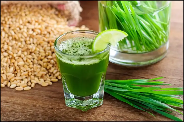 Hướng Dẫn Chi Tiết Cách Trồng Cỏ Lúa Mì Tại Nhà Thành Công Hướng Dẫn Chi Tiết Cách Trồng Cỏ Lúa Mì Tại Nhà Thành Công