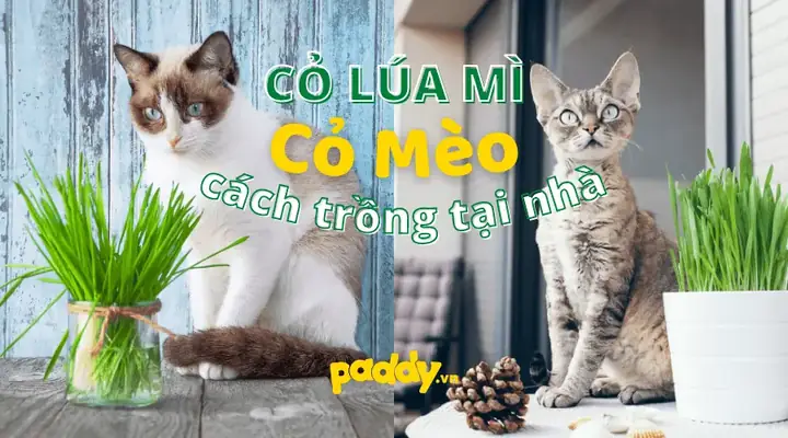 Hướng Dẫn Chi Tiết Cách Trồng Cỏ Lúa Mì Tại Nhà Thành Công Hướng Dẫn Chi Tiết Cách Trồng Cỏ Lúa Mì Tại Nhà Thành Công