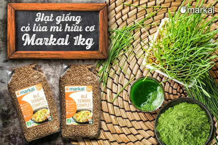 Hướng Dẫn Chi Tiết Cách Trồng Cỏ Lúa Mì Tại Nhà Thành Công Hướng Dẫn Chi Tiết Cách Trồng Cỏ Lúa Mì Tại Nhà Thành Công