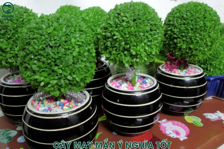 Hướng Dẫn Trồng Cỏ May Mắn Đơn Giản Tại Nhà Từ Hạt Thanh Long