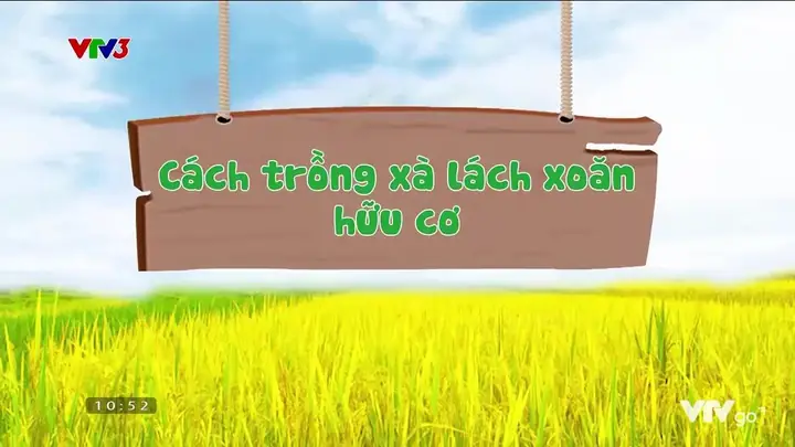 Hướng Dẫn Cách Trồng Cỏ Mỹ (cỏ Gấu/mondo Grass) Chuẩn Kỹ Thuật: Từ Chia Bụi, Trồng Mảnh Đến Chăm Sóc Hướng Dẫn Cách Trồng Cỏ Mỹ (cỏ Gấu/mondo Grass) Chuẩn Kỹ Thuật: Từ Chia Bụi, Trồng Mảnh Đến Chăm Sóc