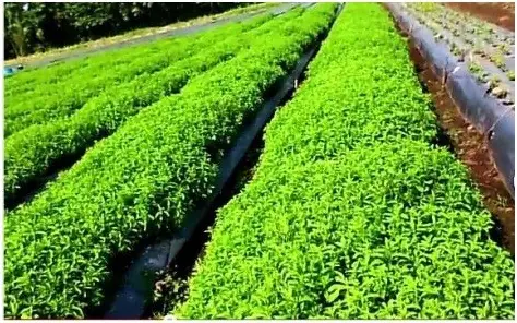 Cách Trồng Cỏ Ngọt Tại Nhà: Hướng Dẫn Chi Tiết Từ A-Z