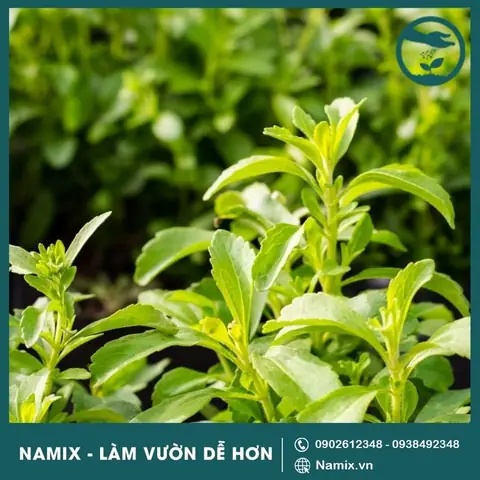 Cách Trồng Cỏ Ngọt Tại Nhà: Hướng Dẫn Chi Tiết Từ A-Z