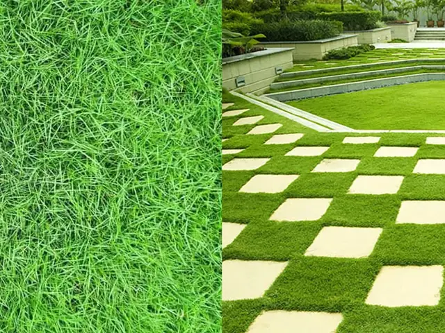 Hướng Dẫn Chi Tiết Cách Trồng Cỏ Nhung Nhật Chuẩn Kỹ Thuật Hướng Dẫn Chi Tiết Cách Trồng Cỏ Nhung Nhật Chuẩn Kỹ Thuật