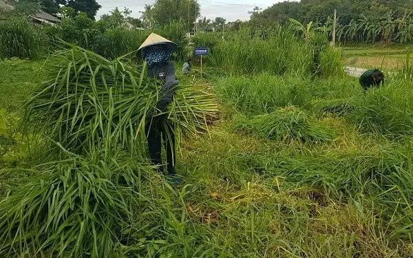 Hướng Dẫn Cách Trồng Cỏ Paspalum Từ A-Z: Quy Trình, Kỹ Thuật Hạt/khóm & Chăm Sóc Sau Gieo Hướng Dẫn Cách Trồng Cỏ Paspalum Từ A-Z: Quy Trình, Kỹ Thuật Hạt/khóm & Chăm Sóc Sau Gieo