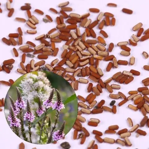 Cách Trồng Cỏ Roi Ngựa Từ Hạt, Giâm Cành Và Chăm Sóc Ra Hoa Cách Trồng Cỏ Roi Ngựa Từ Hạt, Giâm Cành Và Chăm Sóc Ra Hoa