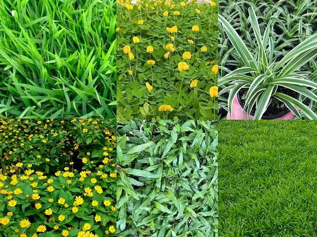 Cách Trồng Cỏ Sân Vườn: Hướng Dẫn Gieo Hạt, Trải Thảm Và Chăm Sóc