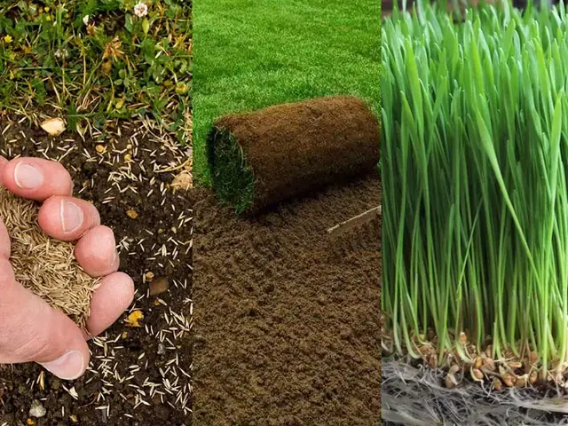 Cách Trồng Cỏ Sân Vườn: Hướng Dẫn Gieo Hạt, Trải Thảm Và Chăm Sóc