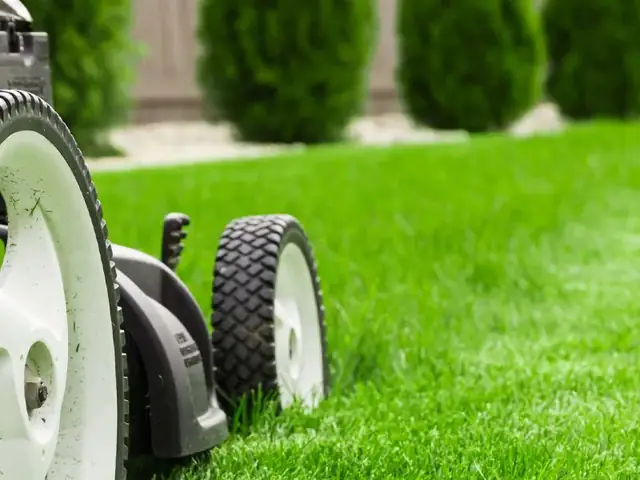 Cách Trồng Cỏ Sân Vườn: Hướng Dẫn Gieo Hạt, Trải Thảm Và Chăm Sóc
