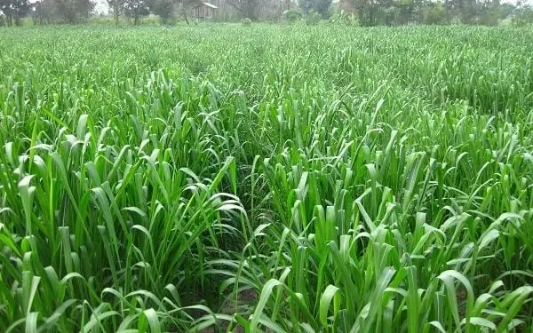 Hướng Dẫn Chi Tiết Cách Trồng Cỏ Sữa Đạt Năng Suất Cao Hướng Dẫn Chi Tiết Cách Trồng Cỏ Sữa Đạt Năng Suất Cao