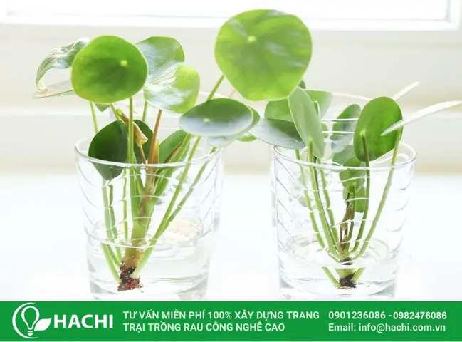 Hướng Dẫn Cách Trồng Cỏ Thủy Sinh Từ A-Z: 2 Phương Pháp Chậu/bể, Kỹ Thuật Hạt & Cây Con, Chăm Sóc & Xử Lý Sự Cố
