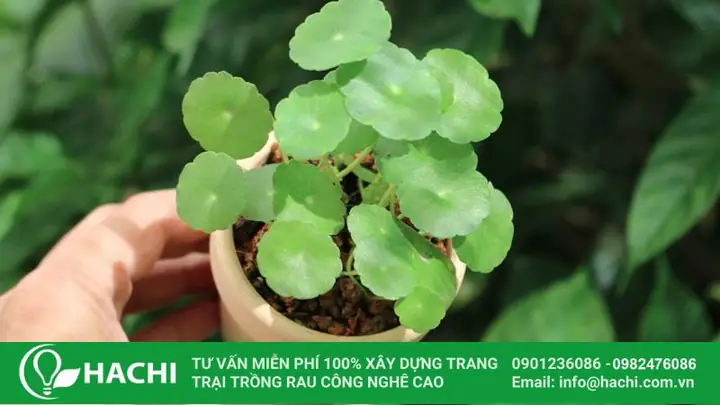 Hướng Dẫn Cách Trồng Cỏ Thủy Sinh Từ A-Z: 2 Phương Pháp Chậu/bể, Kỹ Thuật Hạt & Cây Con, Chăm Sóc & Xử Lý Sự Cố