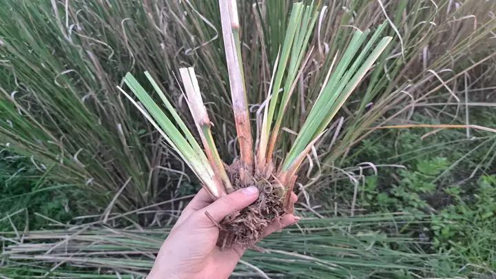 Cách Trồng Cỏ Vetiver: Kỹ Thuật Chuẩn, Quy Trình Chi Tiết Từ Chọn Giống Đến Chăm Sóc Cách Trồng Cỏ Vetiver: Kỹ Thuật Chuẩn, Quy Trình Chi Tiết Từ Chọn Giống Đến Chăm Sóc