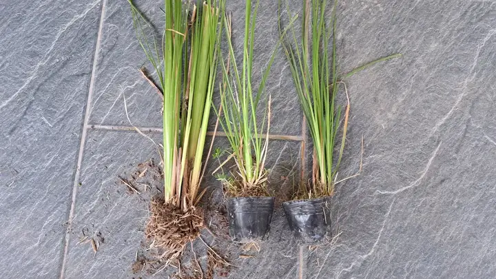 Cách Trồng Cỏ Vetiver: Kỹ Thuật Chuẩn, Quy Trình Chi Tiết Từ Chọn Giống Đến Chăm Sóc Cách Trồng Cỏ Vetiver: Kỹ Thuật Chuẩn, Quy Trình Chi Tiết Từ Chọn Giống Đến Chăm Sóc