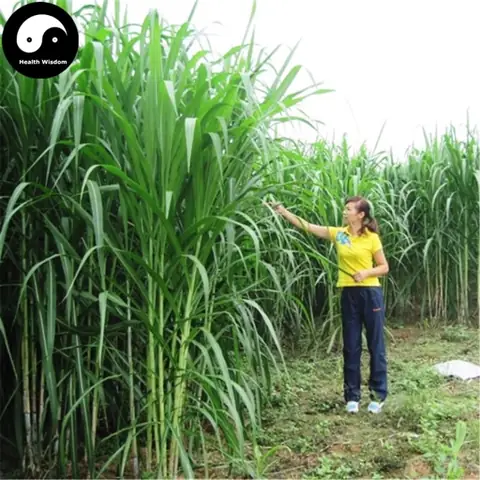 Hướng Dẫn Chi Tiết Cách Trồng Cỏ Voi Bằng Hạt Giống Hiệu Quả Cao