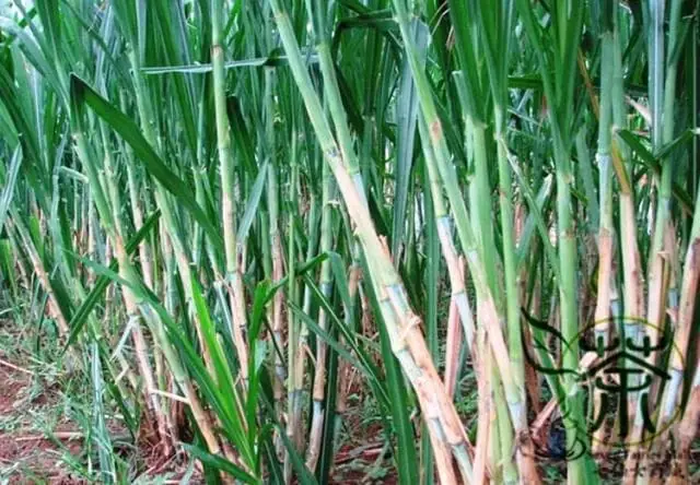 Hướng Dẫn Chi Tiết Cách Trồng Cỏ Voi Bằng Hạt Giống Hiệu Quả Cao