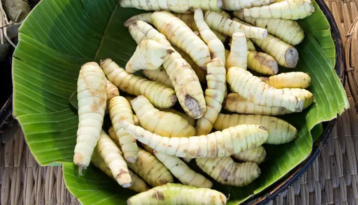 Cách Trồng Củ Bình Tinh Hiệu Quả Tại Nhà Và Năng Suất Cao