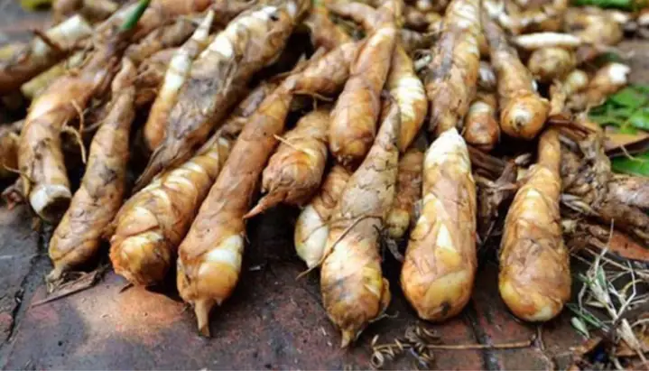 Cách Trồng Củ Bình Tinh Hiệu Quả Tại Nhà Và Năng Suất Cao