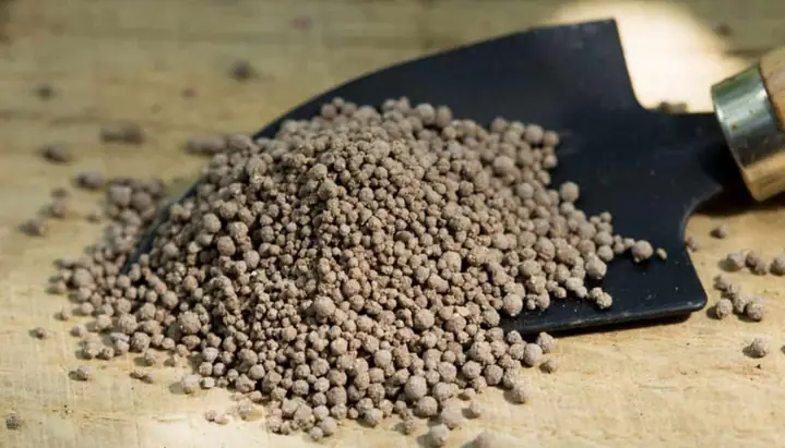 Cách Trồng Củ Bình Tinh Hiệu Quả Tại Nhà Và Năng Suất Cao