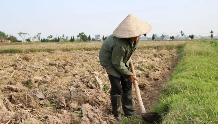 Cách Trồng Củ Bình Tinh Hiệu Quả Tại Nhà Và Năng Suất Cao