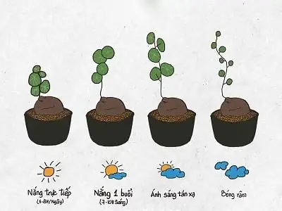 Hướng Dẫn Chi Tiết Cách Trồng Củ Bình Vôi Phát Triển Tốt & Mang Lại May Mắn