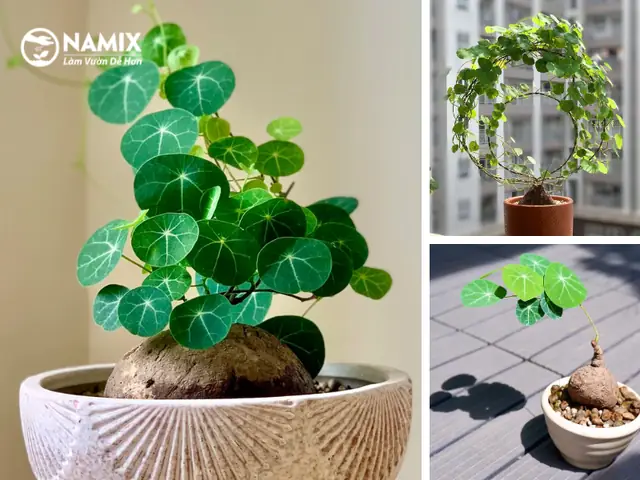 Hướng Dẫn Chi Tiết Cách Trồng Củ Bình Vôi Phát Triển Tốt & Mang Lại May Mắn