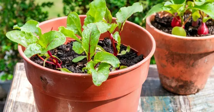 Cách Trồng Củ Cải Đỏ "thần Tài" Đón Tết: Bí Quyết Cho Củ Tròn Đẹp, May Mắn