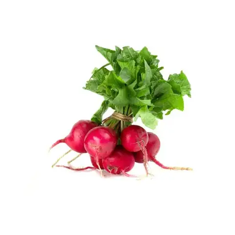 Hướng Dẫn Cách Trồng Củ Cải Đỏ Dài Tại Nhà: Từ Chọn Giống Đến Thu Hoạch Củ To, Dài, Đẹp Chuẩn Kỹ Thuật