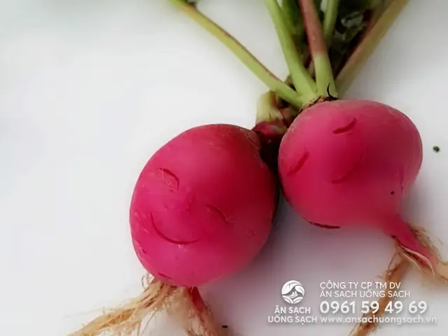 Cách Trồng Củ Cải Đỏ Khổng Lồ Tại Nhà Cho Củ To, Đỏ Và Ngọt