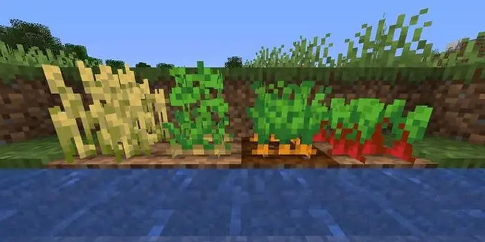 Hướng Dẫn Chi Tiết Cách Trồng Củ Dền Trong Minecraft Hướng Dẫn Chi Tiết Cách Trồng Củ Dền Trong Minecraft