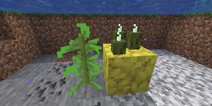 Hướng Dẫn Chi Tiết Cách Trồng Củ Dền Trong Minecraft Hướng Dẫn Chi Tiết Cách Trồng Củ Dền Trong Minecraft