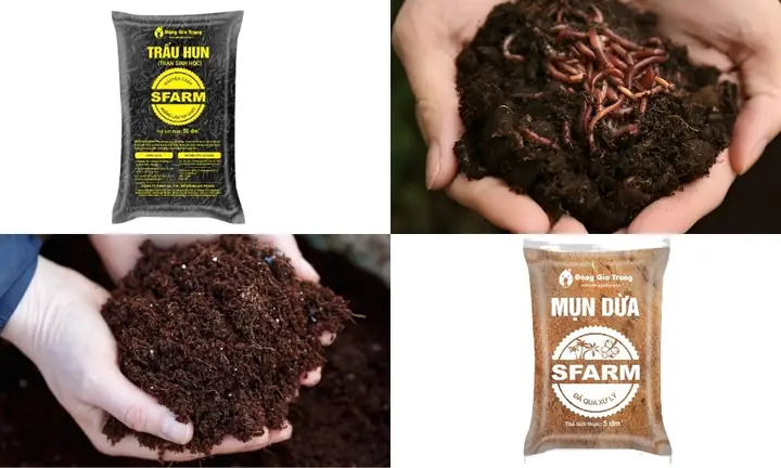 Cách Trồng Củ Dền Trong Thùng Xốp: Hướng Dẫn Từ Hạt Đến Thu Hoạch