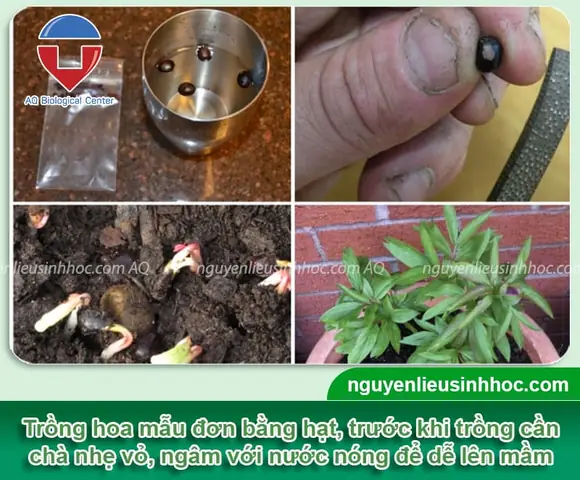 Hướng Dẫn Chi Tiết Cách Trồng Và Chăm Sóc Hoa Mẫu Đơn Từ Củ Thành Công