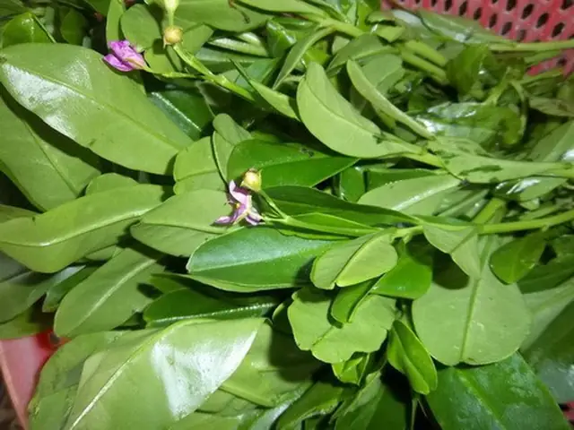 Cách Trồng Củ Hoàng Sin Cô Hiệu Quả Tại Nhà & Chăm Sóc Đúng Cách Cách Trồng Củ Hoàng Sin Cô Hiệu Quả Tại Nhà & Chăm Sóc Đúng Cách