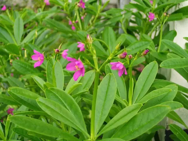 Cách Trồng Củ Hoàng Sin Cô Hiệu Quả Tại Nhà & Chăm Sóc Đúng Cách Cách Trồng Củ Hoàng Sin Cô Hiệu Quả Tại Nhà & Chăm Sóc Đúng Cách