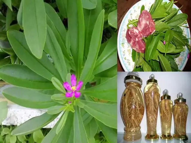 Cách Trồng Củ Hoàng Sin Cô Hiệu Quả Tại Nhà & Chăm Sóc Đúng Cách Cách Trồng Củ Hoàng Sin Cô Hiệu Quả Tại Nhà & Chăm Sóc Đúng Cách