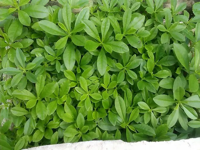 Cách Trồng Củ Hoàng Sin Cô Hiệu Quả Tại Nhà & Chăm Sóc Đúng Cách Cách Trồng Củ Hoàng Sin Cô Hiệu Quả Tại Nhà & Chăm Sóc Đúng Cách