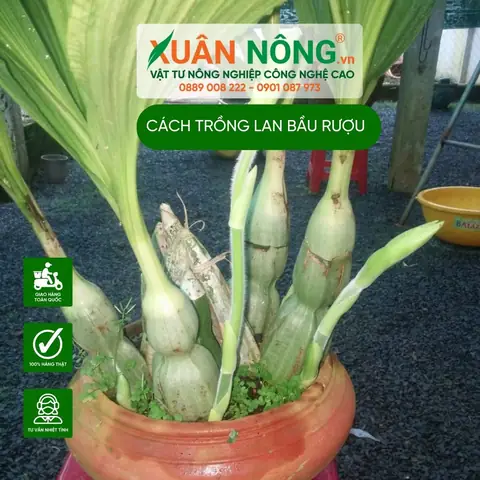 Cách Trồng Củ Lan Bình Rượu: Hướng Dẫn Chi Tiết Từ A-Z