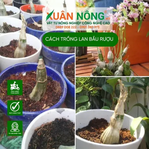 Cách Trồng Củ Lan Bình Rượu: Hướng Dẫn Chi Tiết Từ A-Z