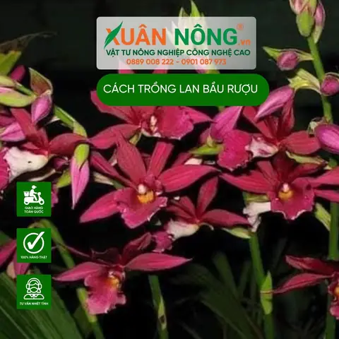 Cách Trồng Củ Lan Bình Rượu: Hướng Dẫn Chi Tiết Từ A-Z