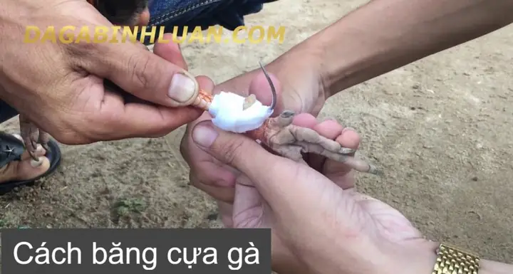 Hướng Dẫn Trồng Cựa Gà Đá: Kỹ Thuật Chuẩn Từ A-Z Cho Kê Thủ