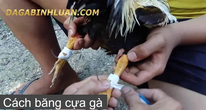 Hướng Dẫn Chi Tiết Cách Trồng Cựa Gà Đá Chuẩn, Tăng Sức Mạnh Chiến Kê
