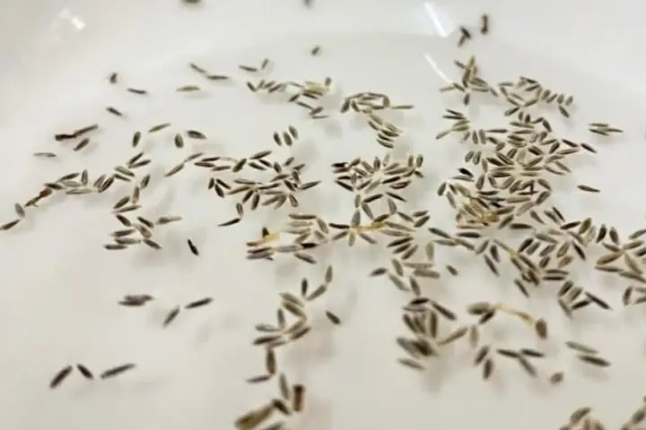 Hướng Dẫn Trồng Và Chăm Sóc Cúc Họa Mi Tại Nhà Chi Tiết Nhất