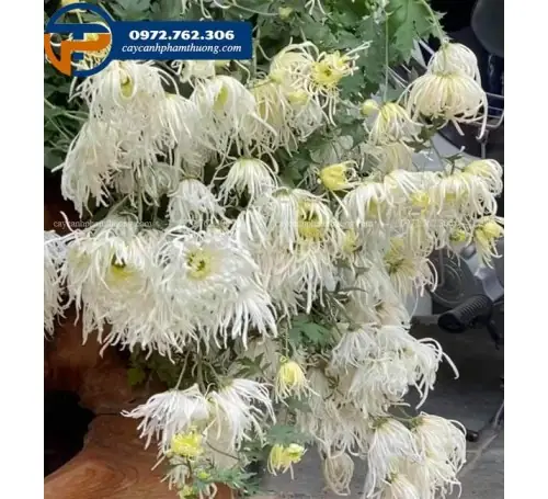 Cách Trồng Và Chăm Sóc Cúc Họa Mi Thân Gỗ Ra Hoa Đẹp Chuẩn Chuyên Gia